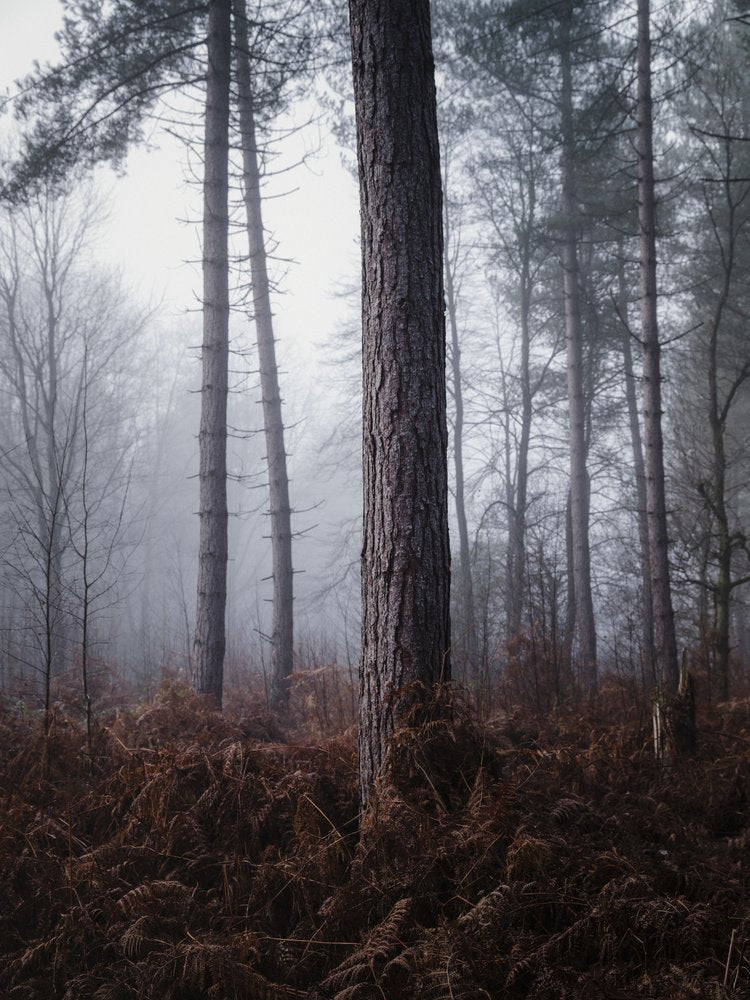 Misty Forest Trees