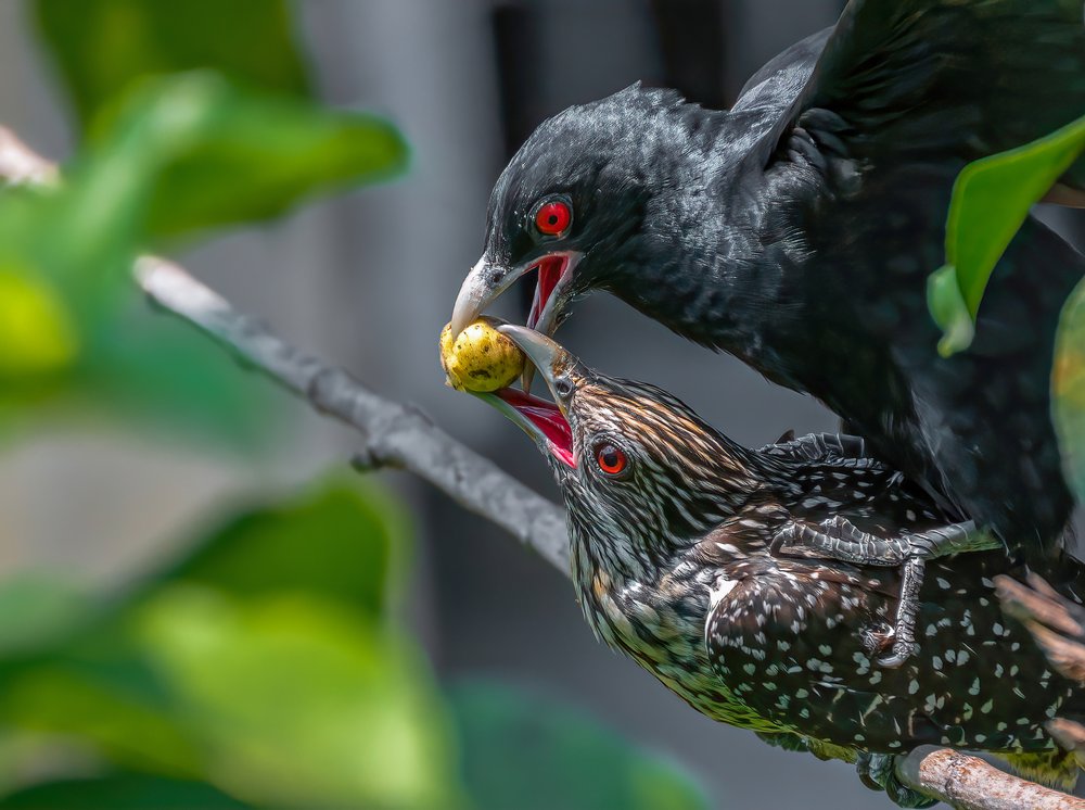 Parent Bird Feeds Chick