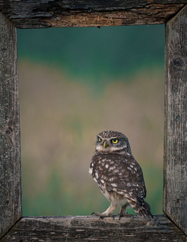 Watchful Little Owl