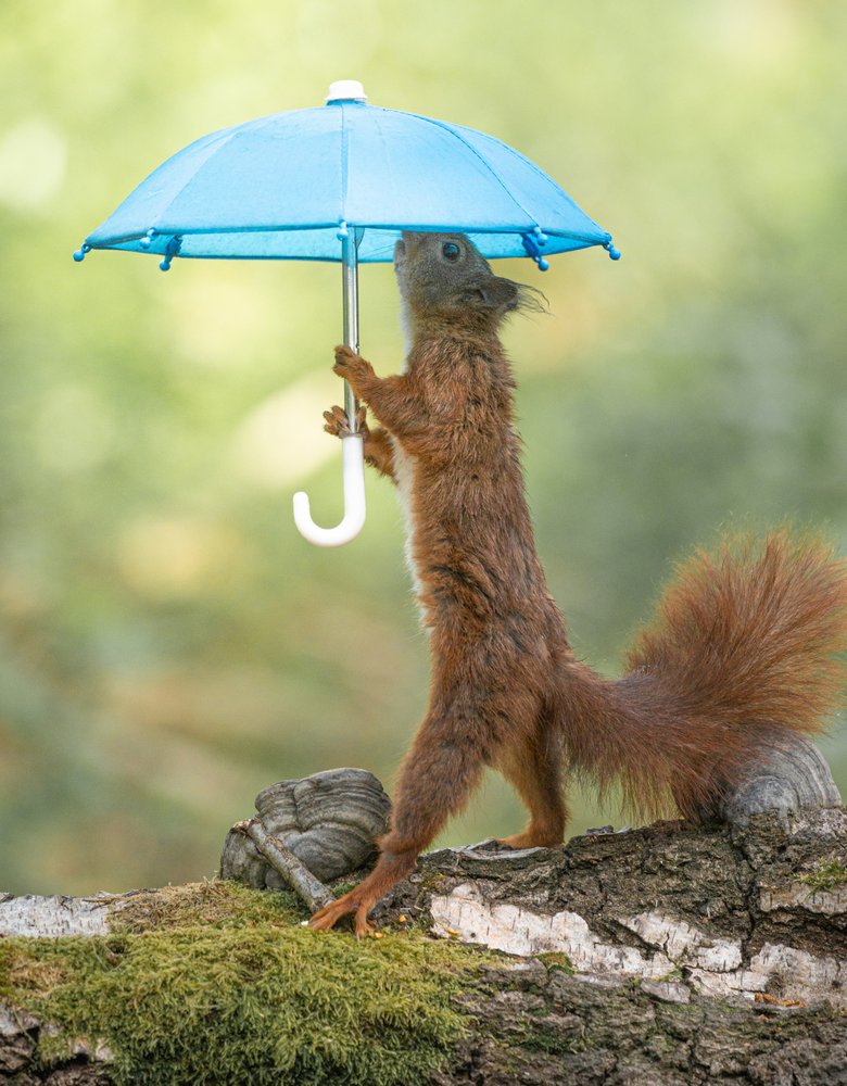 Cute Squirrel Umbrella