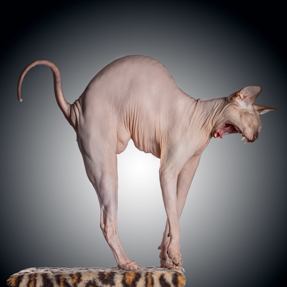 Dramatic Sphynx Yawn