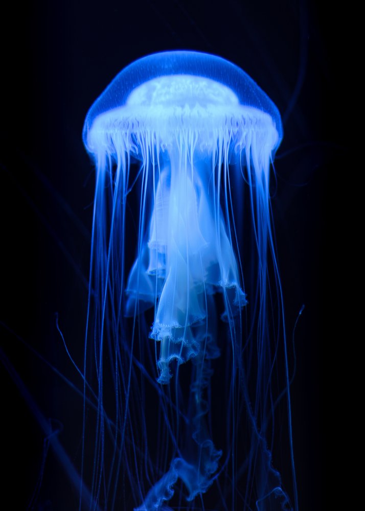 Electric Blue Jellyfish