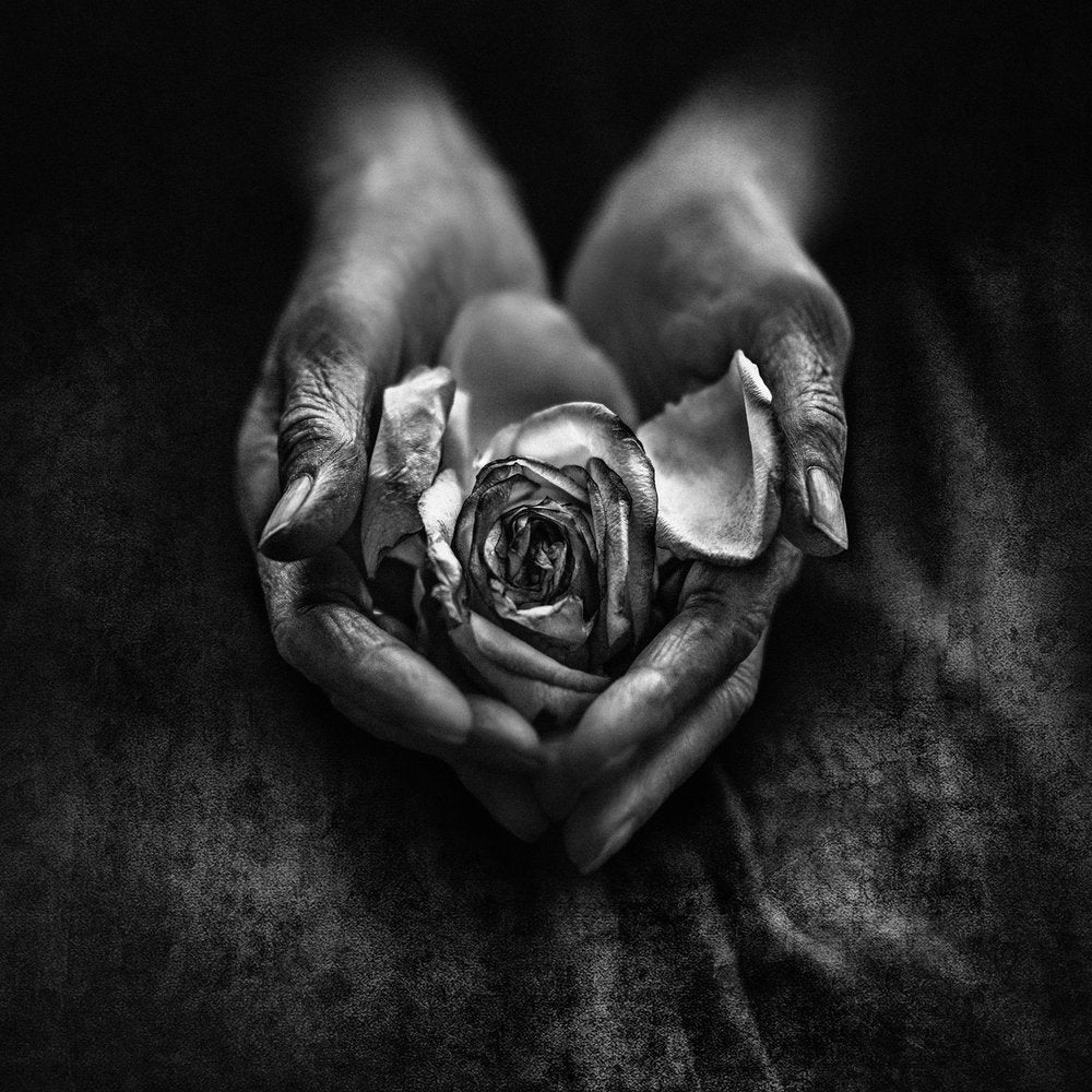 Withered Rose in Old Hands