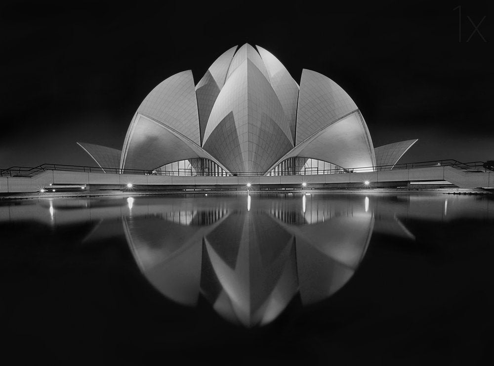 Serene Lotus Reflection