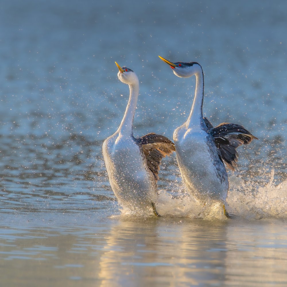 Dancing Grebes Splash