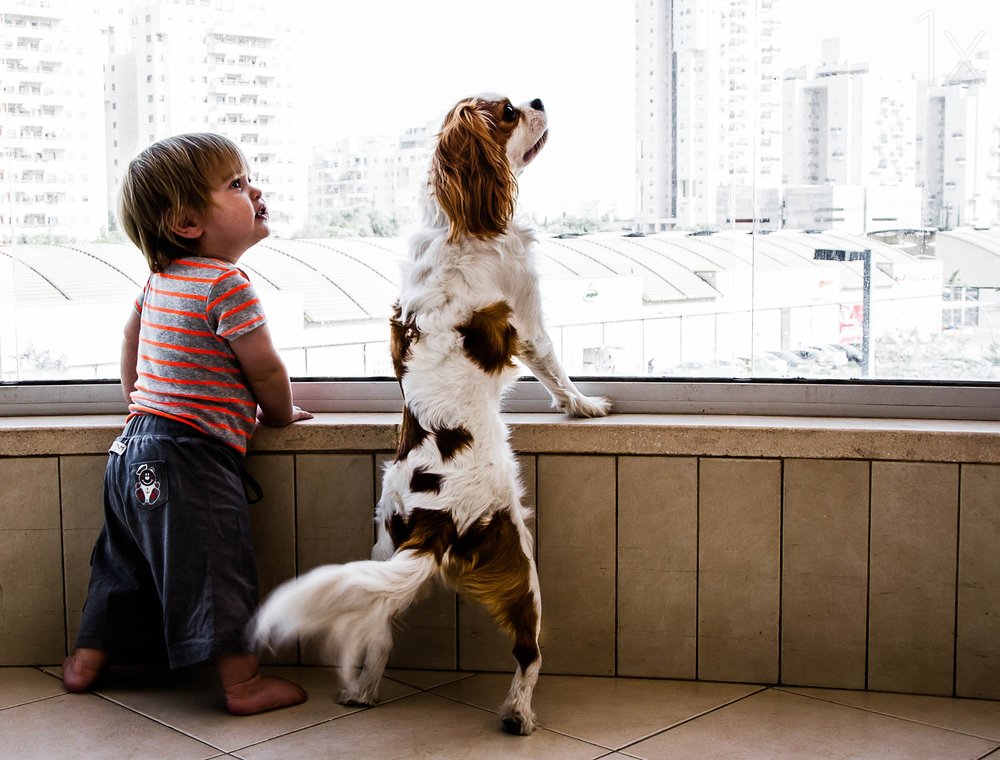 Happy Window Watchers