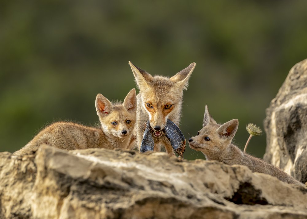 Fox Family Mealtime