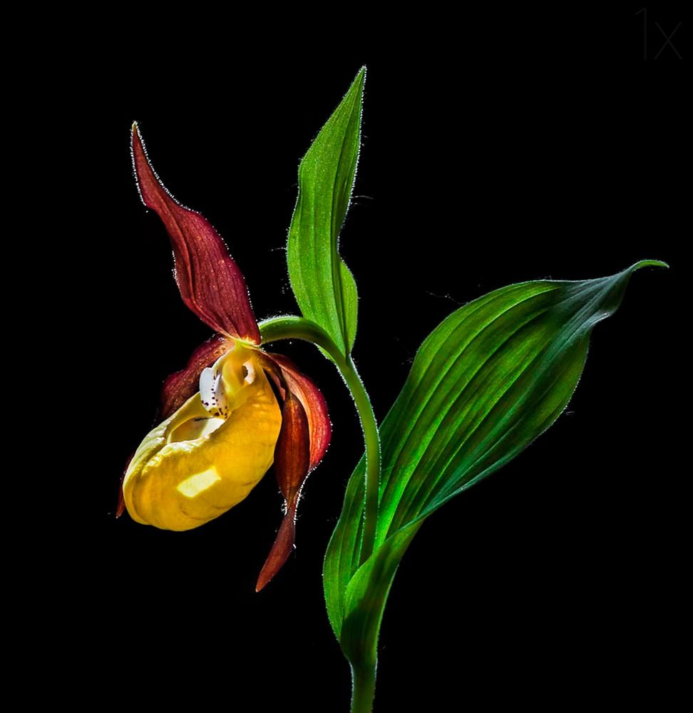 Glowing Lady Slipper Orchid