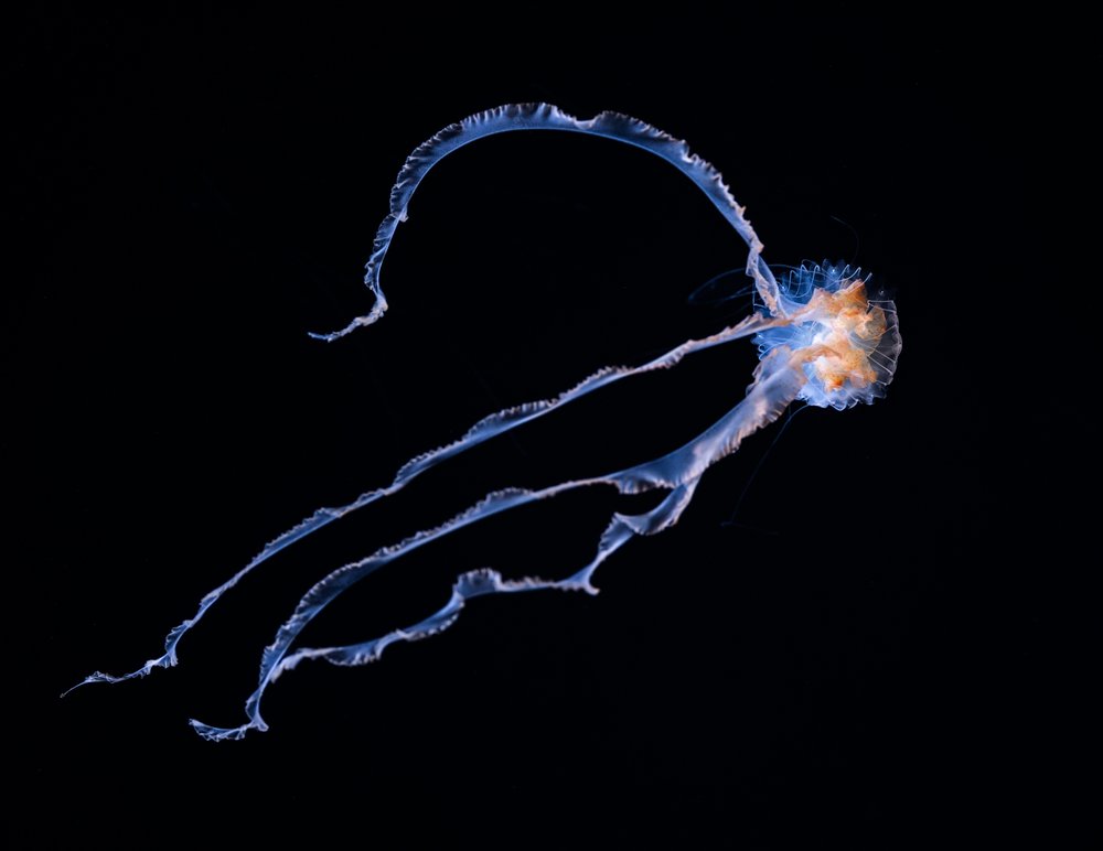 Blue Jellyfish Glow