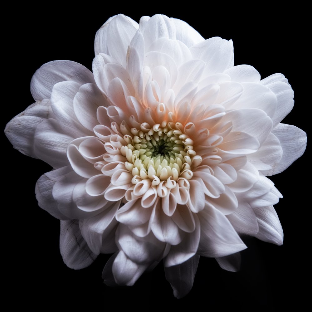 White Chrysanthemum Bloom