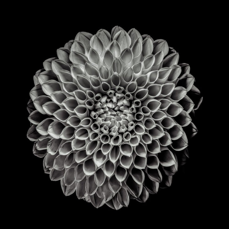 Elegant Black Dahlia