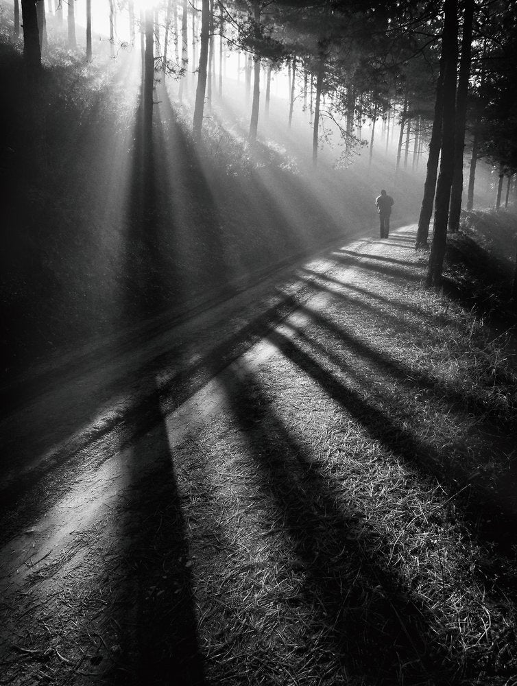 Sunbeams On Forest Path