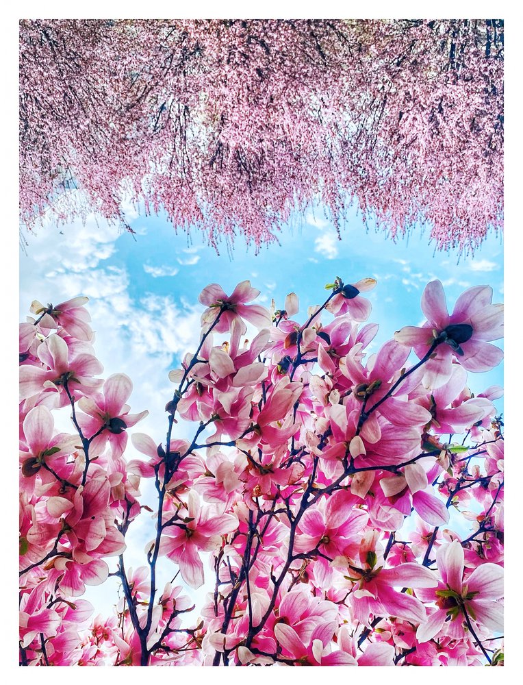 Pink Magnolia Sky