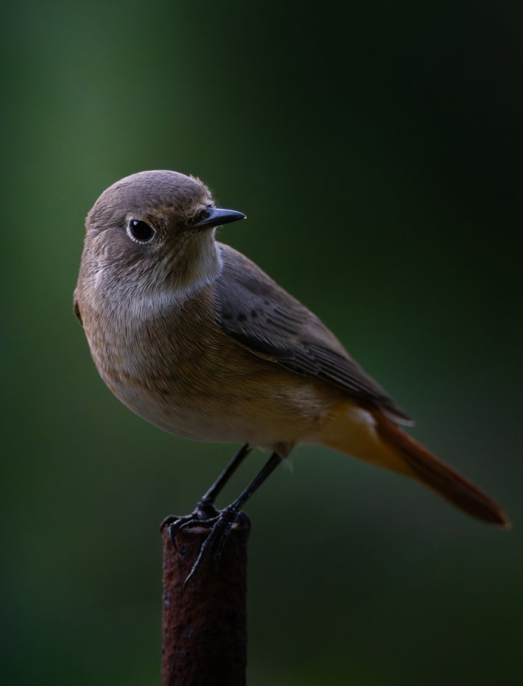 Perched Brown Bird