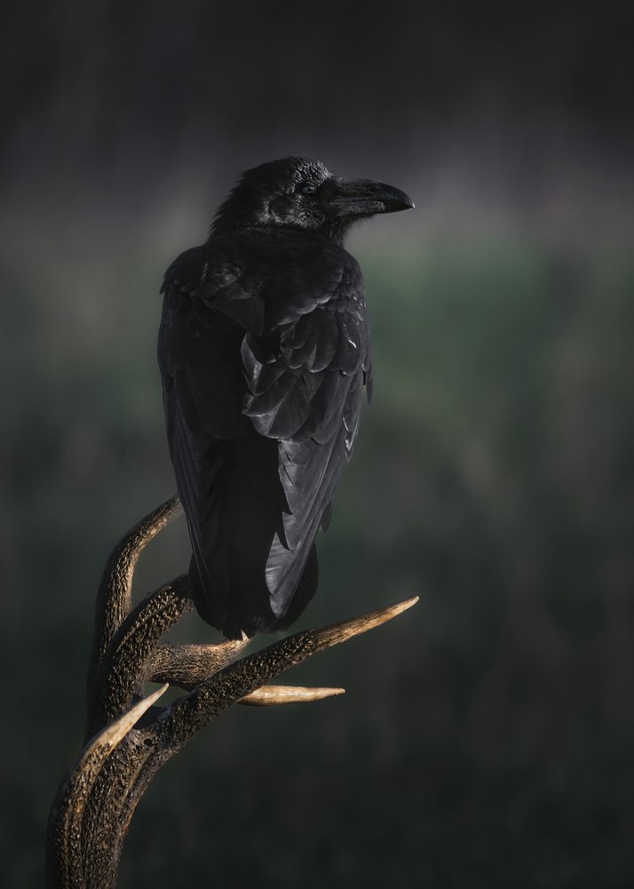 Dark Raven on Antler
