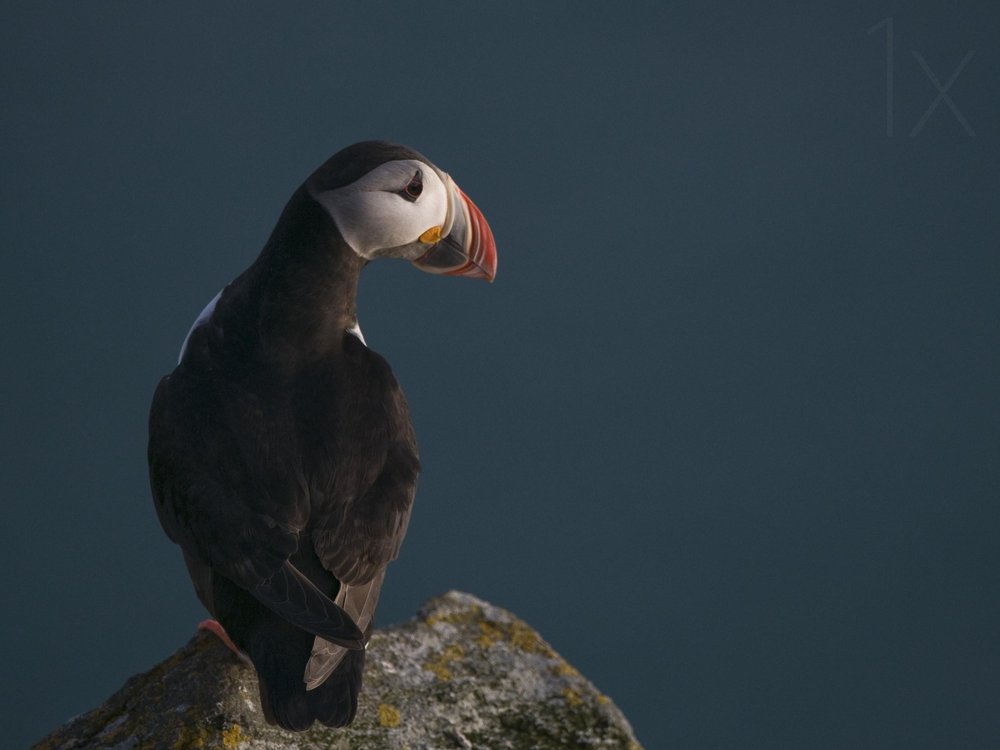 Curious Puffin Gaze