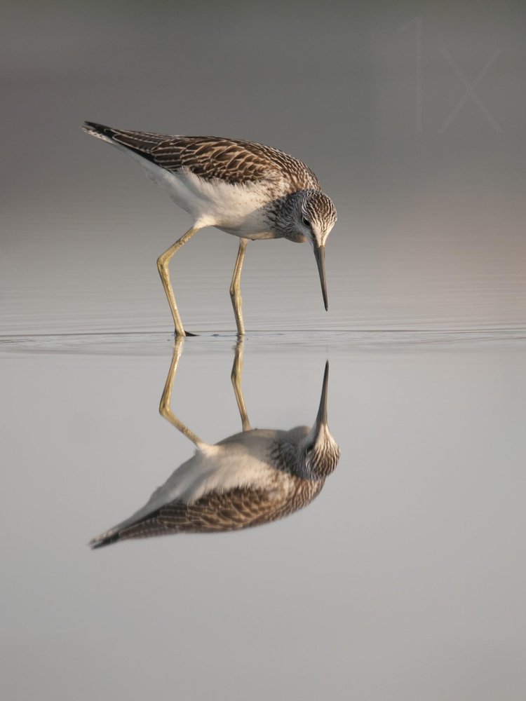 Serene Shorebird Reflection