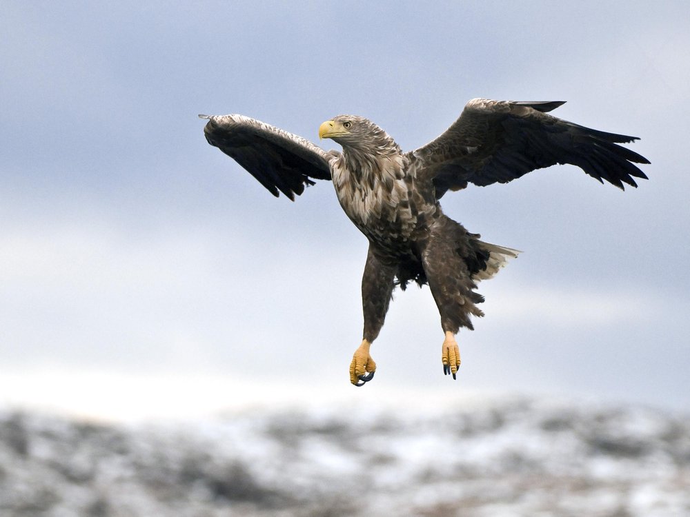 Powerful Eagle Descent