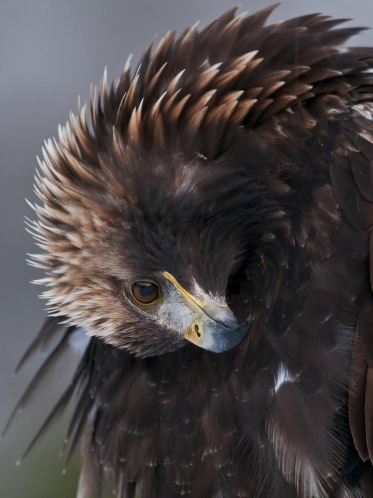 Golden Eagle Gaze
