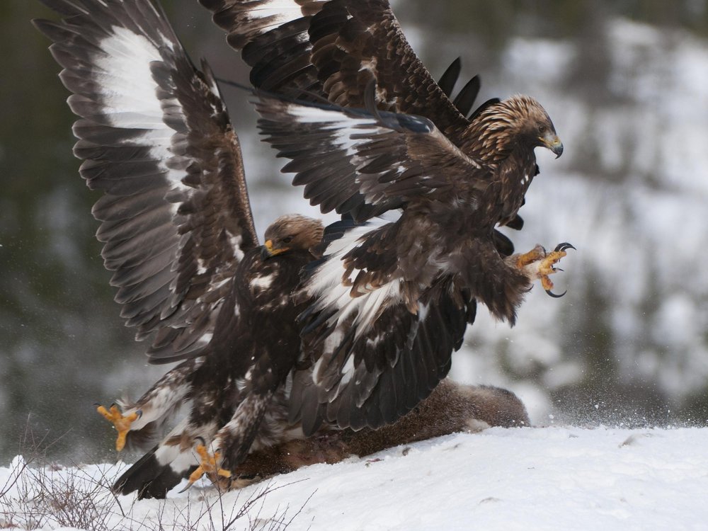 Golden Eagles Winter Hunt