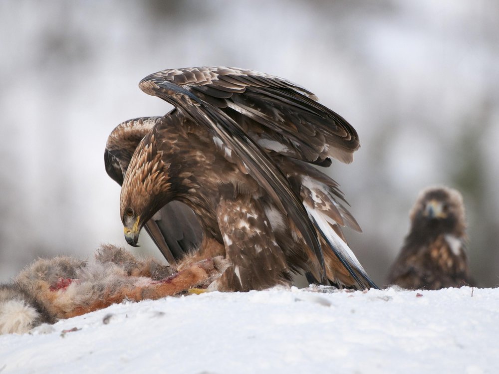 Golden Eagle Winter Hunt