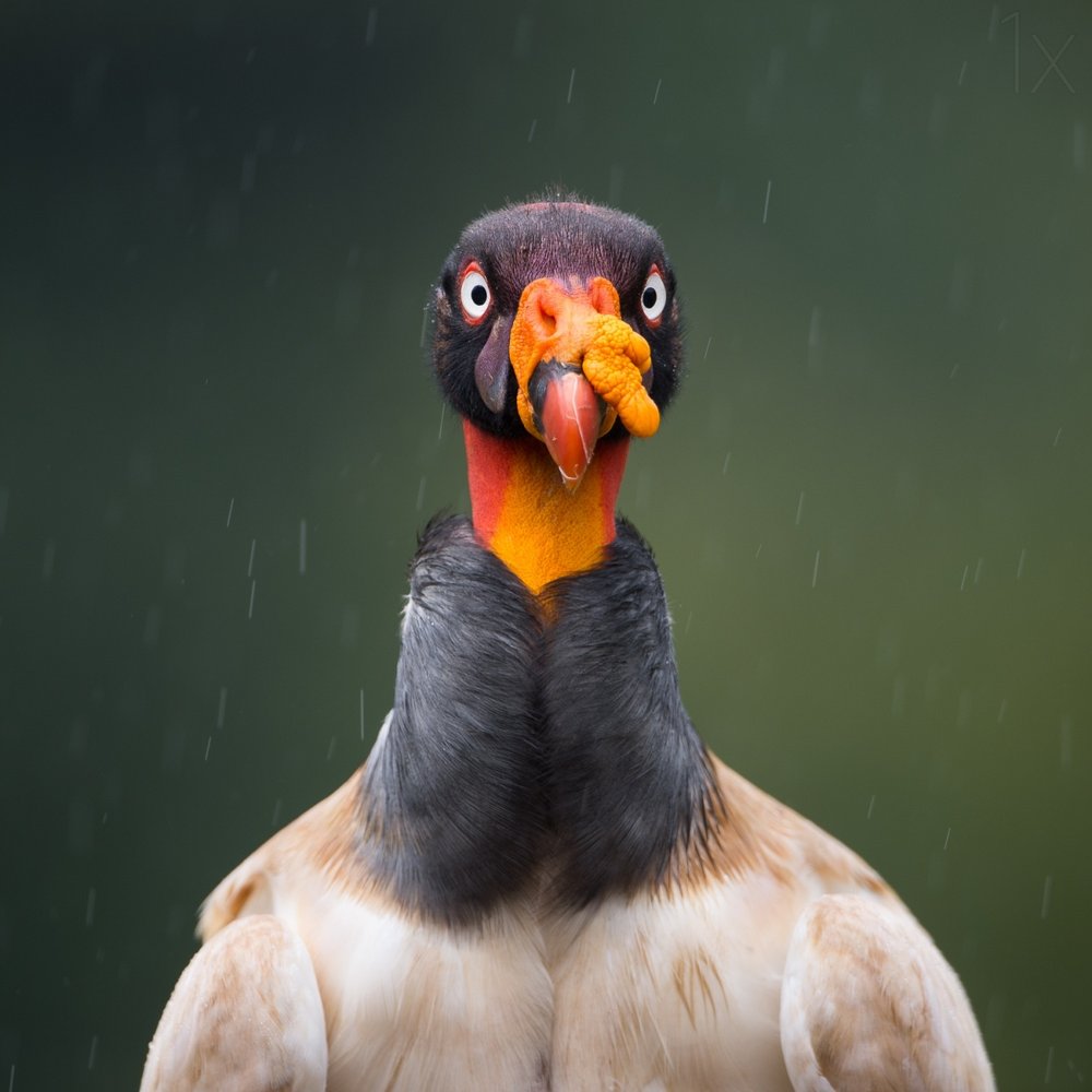 Intense King Vulture
