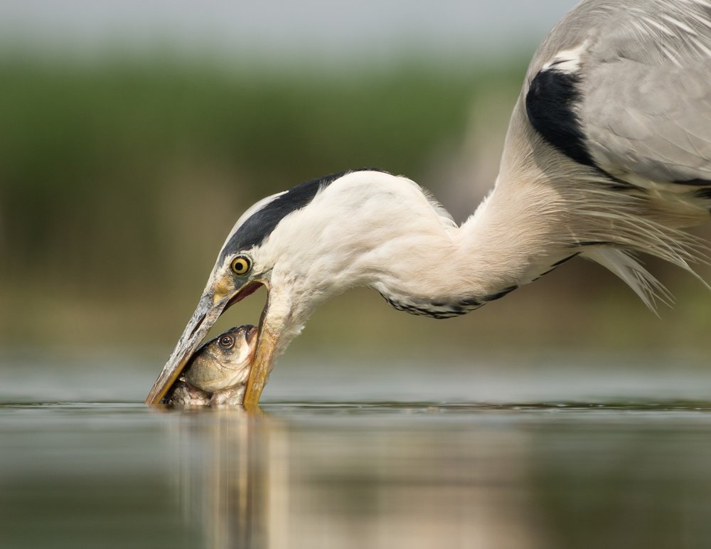 Grey Heron Fishing