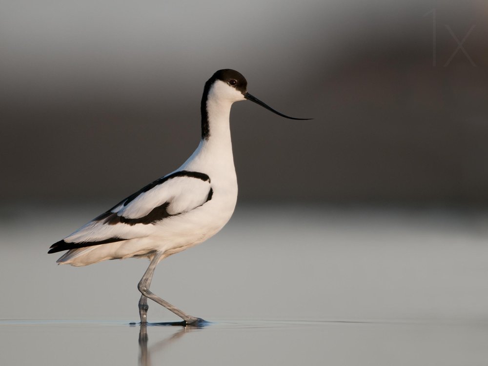 Pied Avocet