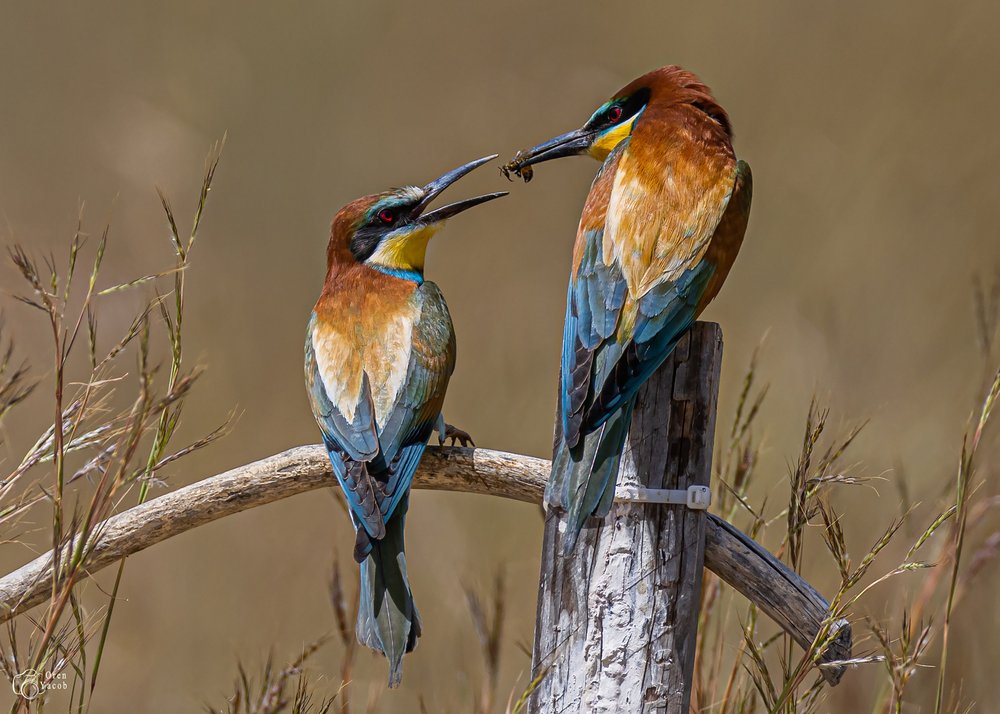 Bee Eaters Feeding