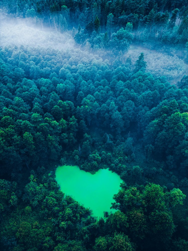 Misty Heart Forest