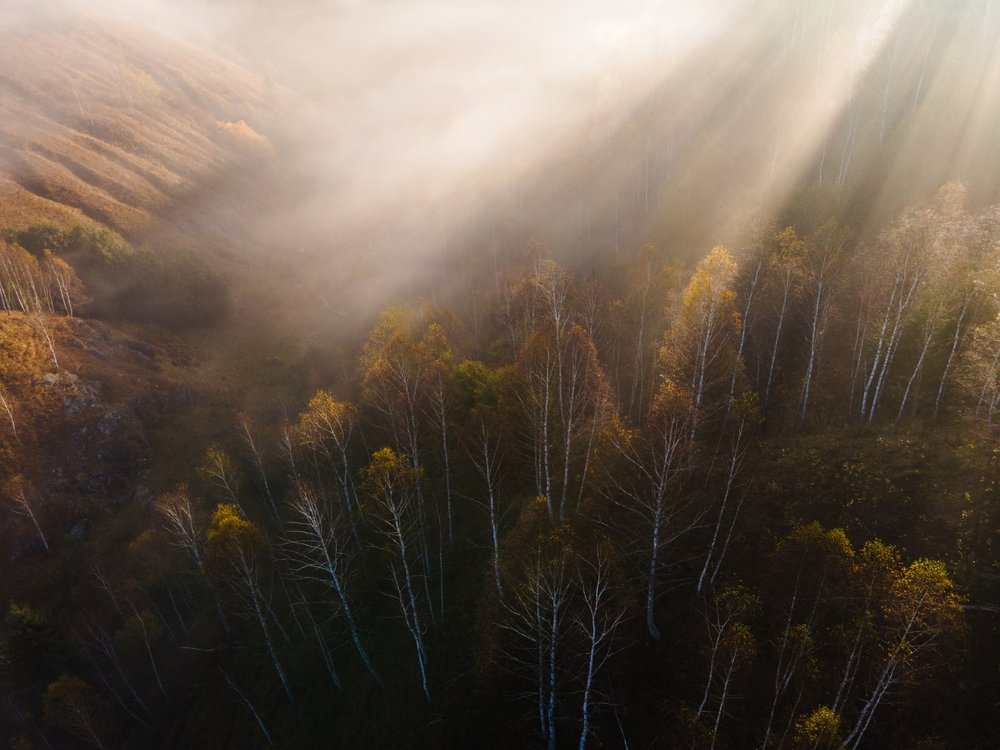 Golden Forest Sunbeams