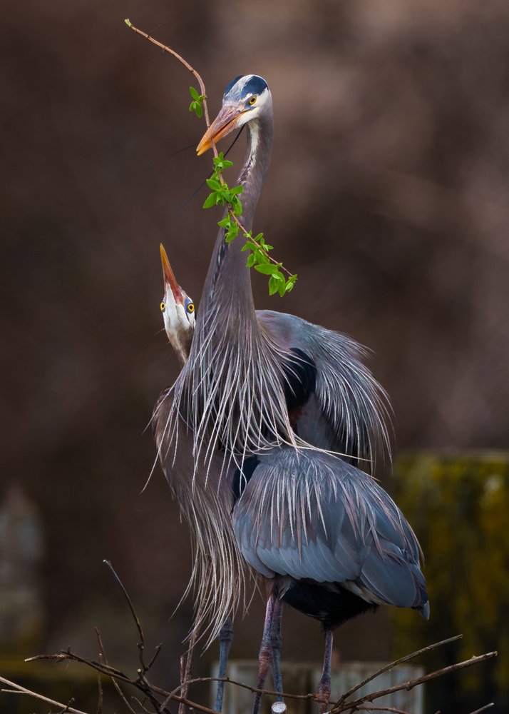Nesting Blue Herons