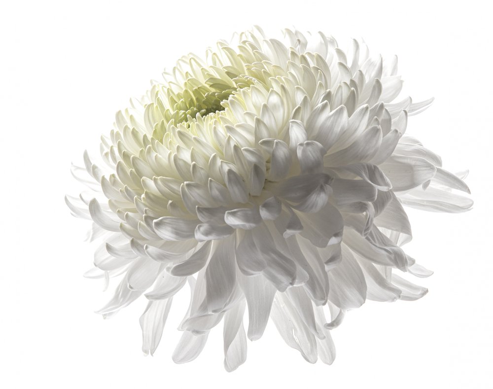 Chrysanthemum