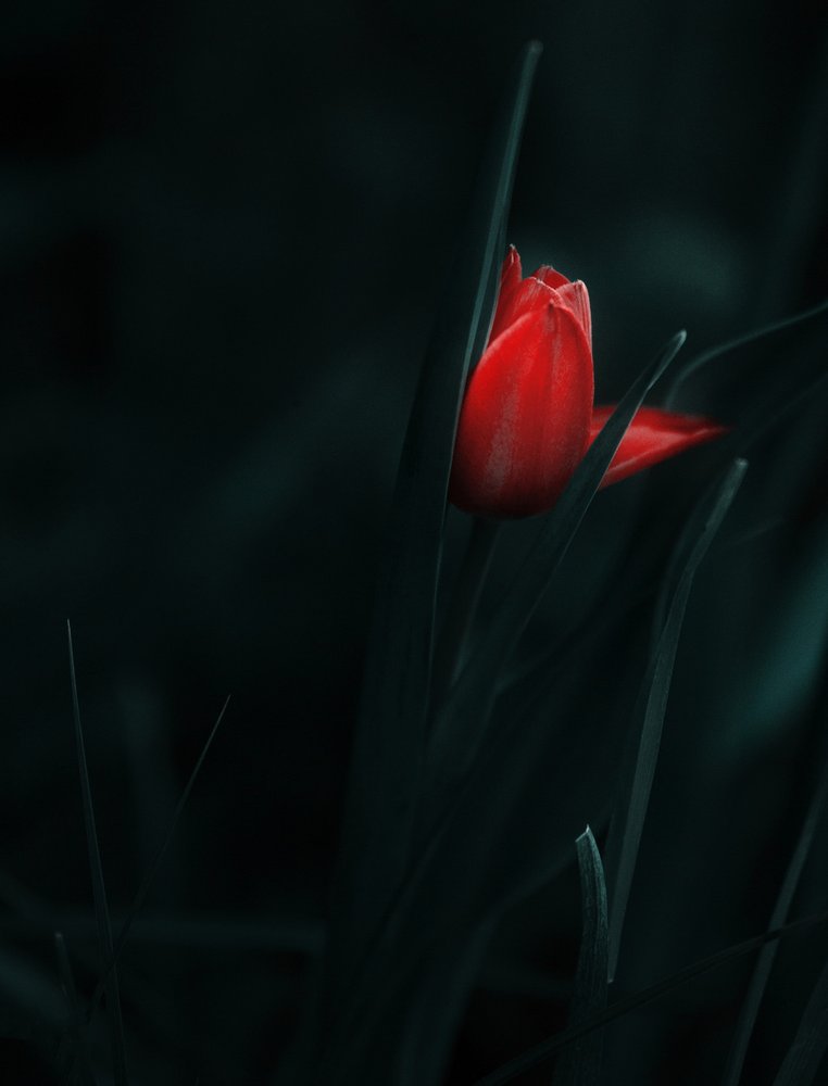 Elegant Red Tulip