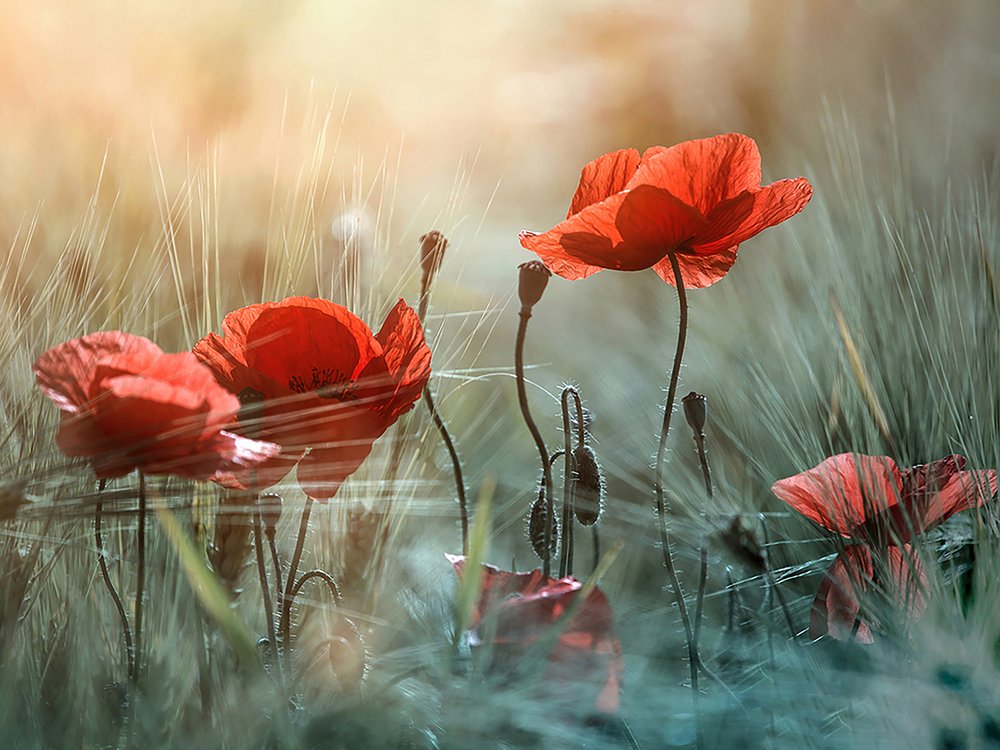 Summer Poppy Field