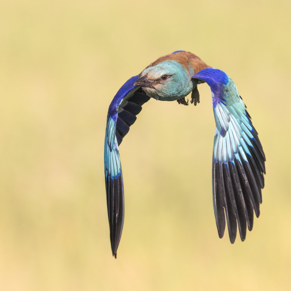 Vibrant Bird Flight