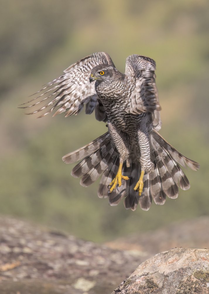 Majestic Hawk Landing