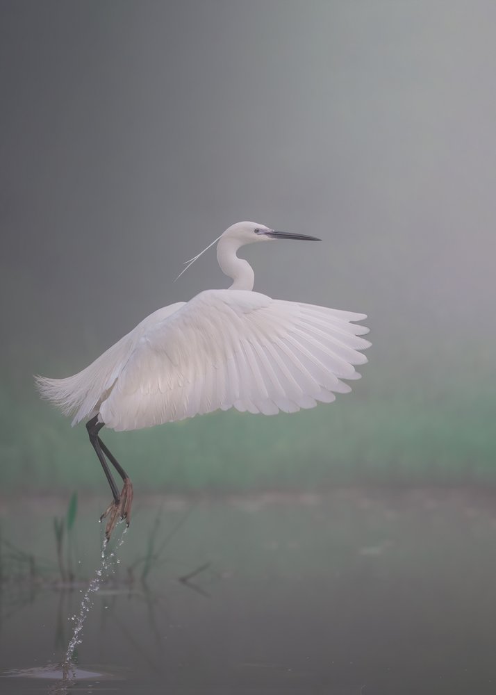 Graceful Egret Splash