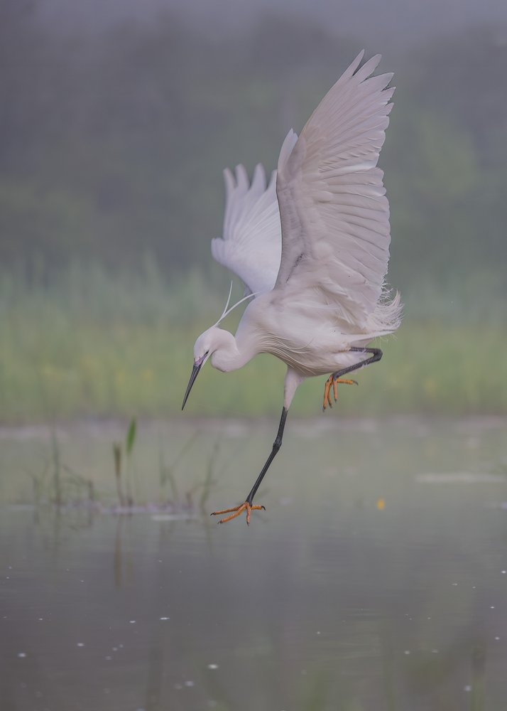 Graceful Egret Landing