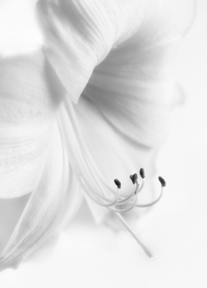 Elegant White Bloom