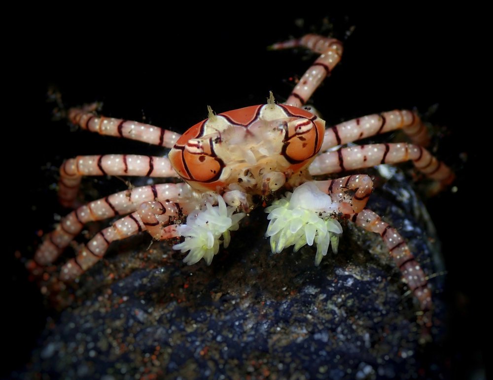 Ornate Boxer Crab