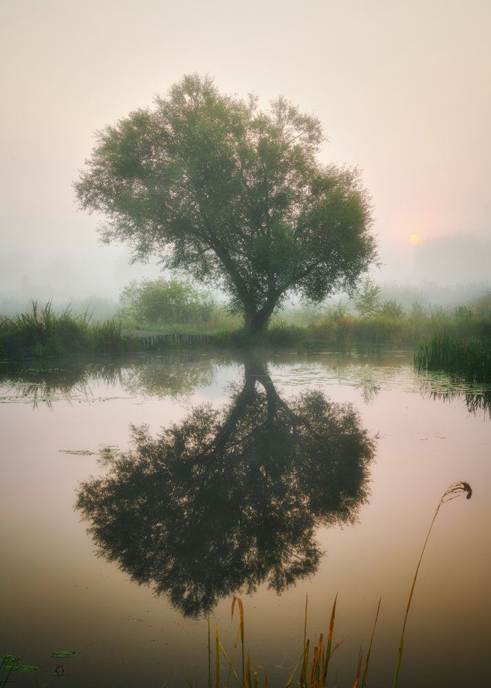 Misty Morning Tree Reflection