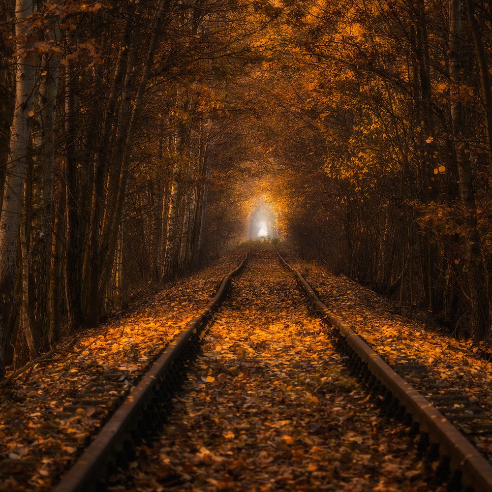 Enchanted Autumn Tunnel