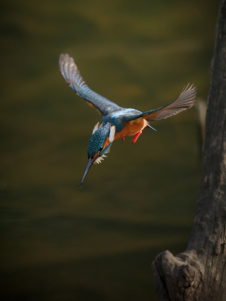 Graceful Kingfisher Dive