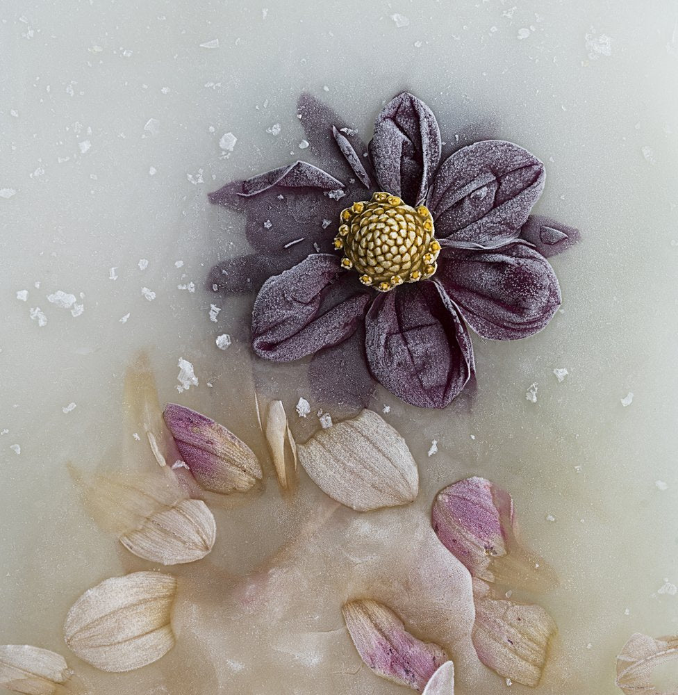 Frozen Dahlia Bloom
