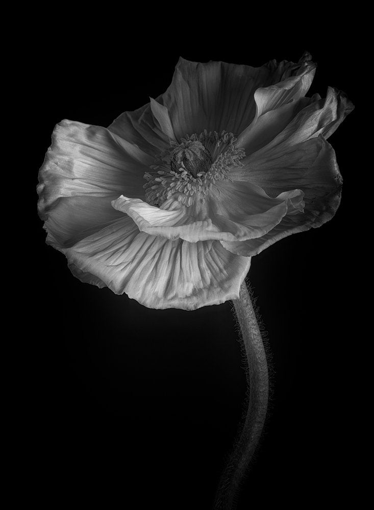 Elegant Black And White Poppy