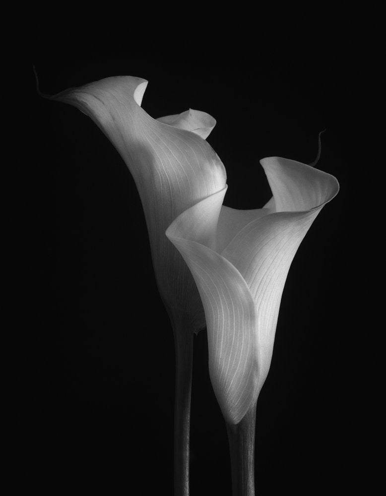 Elegant Calla Lilies