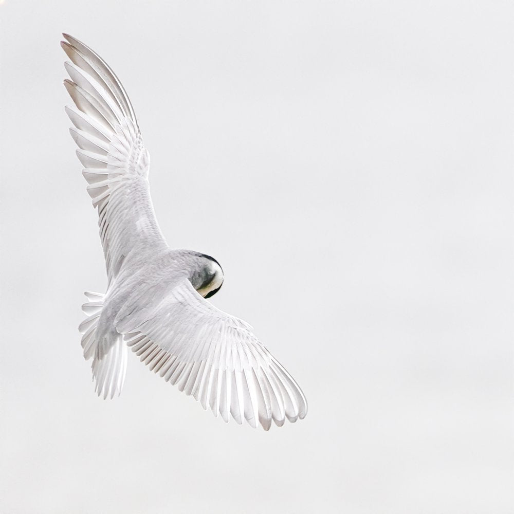 Graceful White Flight