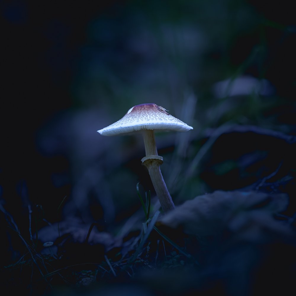 Glowing Forest Mushroom