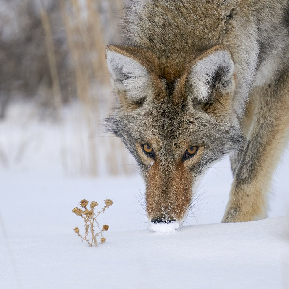Winter Coyote Focus